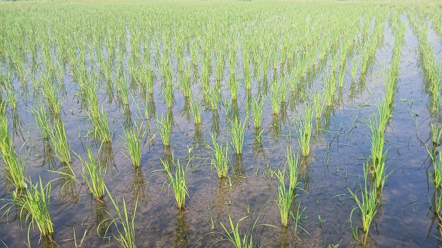 お米-田植え