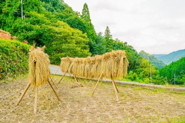 お米-掛け干し